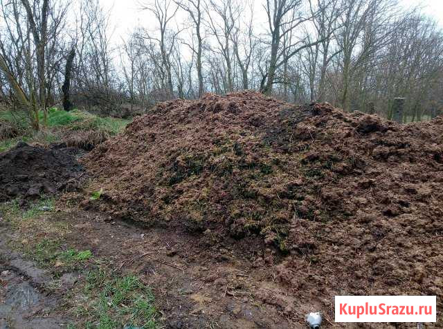 Новоз коровий Гулькевичи - изображение 1