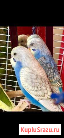 Попугаи волнистые Санкт-Петербург - изображение 1