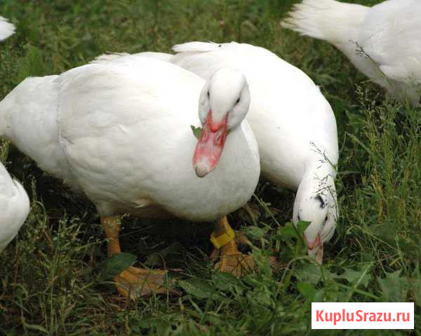 Семья мускусных уток Санкт-Петербург - изображение 1