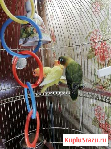 Попугаи неразлучники Санкт-Петербург - изображение 1