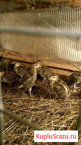 Охотничий фазан Санкт-Петербург - изображение 1