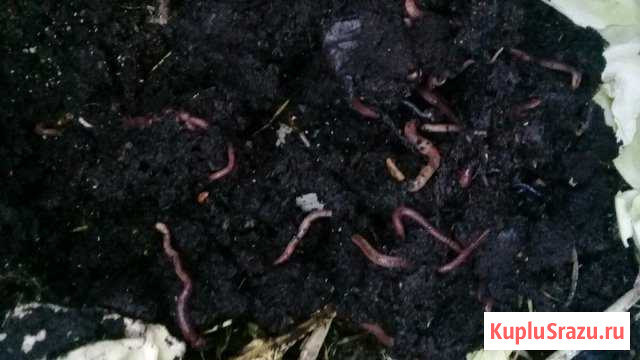 Черви для рыбалки Санкт-Петербург - изображение 1