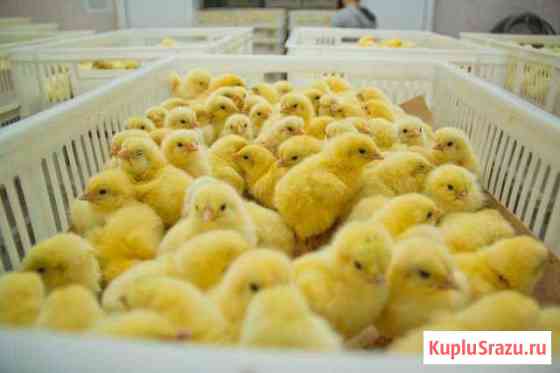 Инкубационное яйцо и цыплята бройлеры Кобб-500, Ро Санкт-Петербург