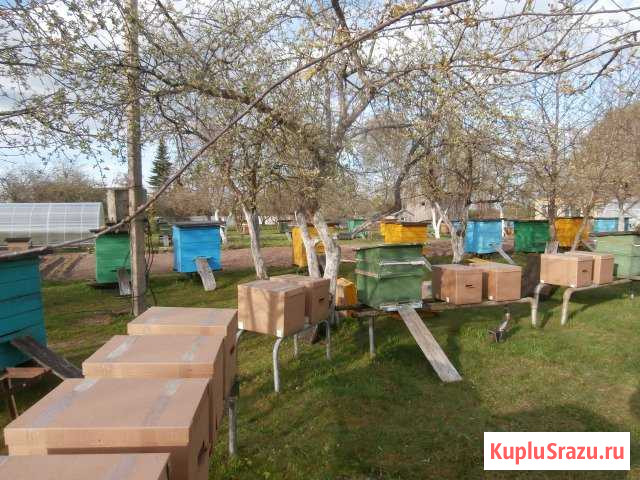 Пчелосемьи, пчелопакеты, отводки из Лен. области Санкт-Петербург - изображение 1