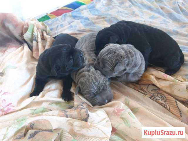 Кане Корсо Дивноморское - изображение 1