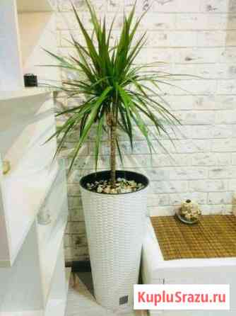 Драцена Дерево счастья Новороссийск