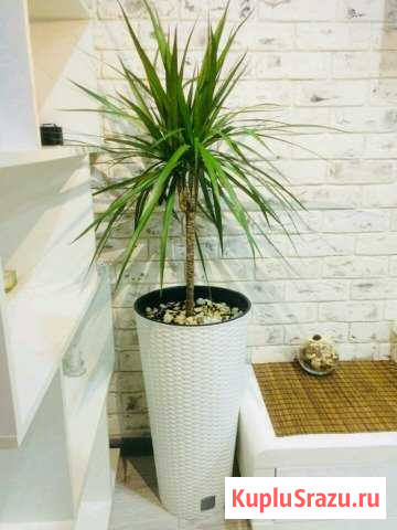 Драцена Дерево счастья Новороссийск - изображение 1