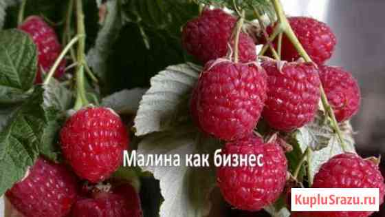 Малина как бизнес-начни свое дело Варениковская