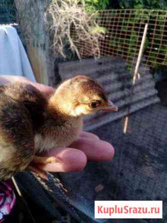 Павлины Ейск