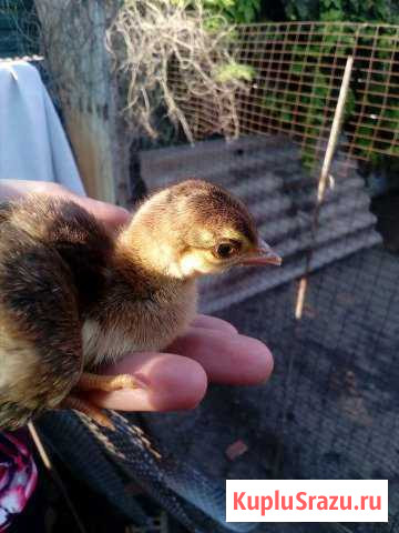 Павлины Ейск - изображение 1