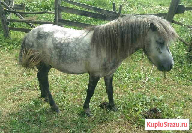 Пони Горячий Ключ - изображение 1