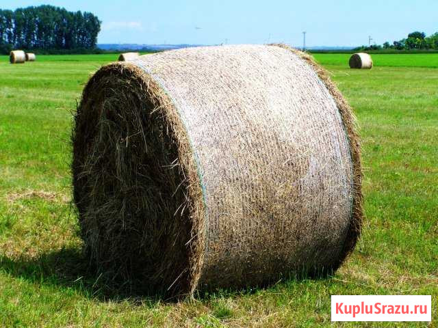 Сено Ирбит - изображение 1