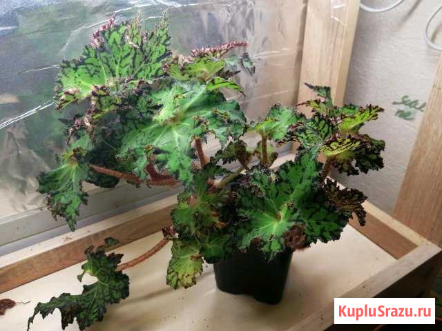 Бегония Первоуральск - изображение 1