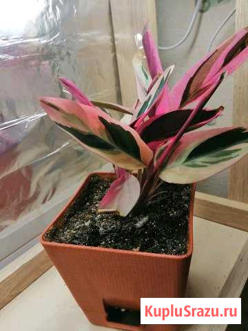 Кордилина Первоуральск - изображение 1