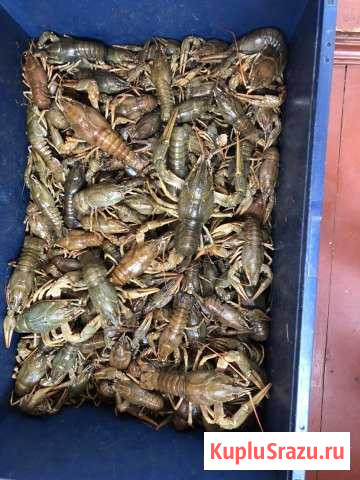 Живые раки Нижнекамск - изображение 1