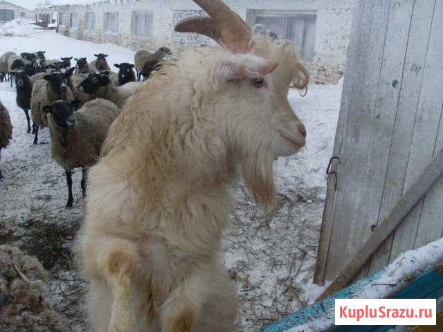 Покрываем племенным козлом Зааненской породы Арск - изображение 1
