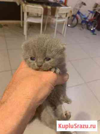 Котята Первоуральск