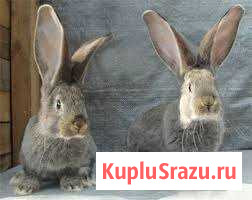 Чисто кровные бельгийские великаны Губкин - изображение 1