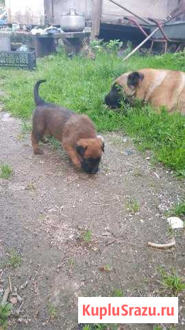 Щенки малинуа Нестеров - изображение 1