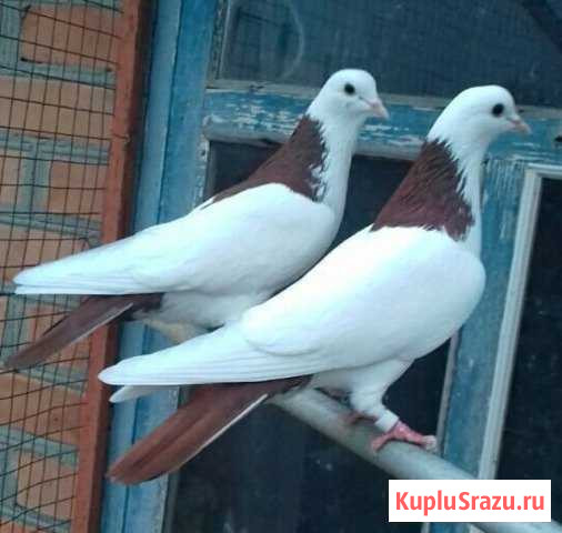 Голубь Память Парижской Коммуны - изображение 1