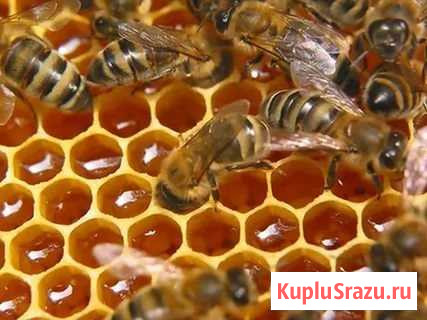 Мёд-свежий натуральный из Курской области Сертолово - изображение 1