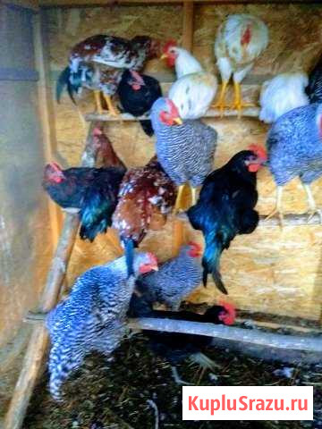 Петухи Волхов - изображение 1