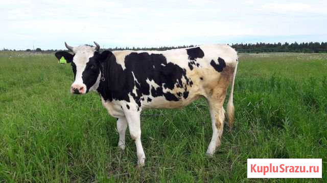 Телка на продажу Сосновый Бор - изображение 1