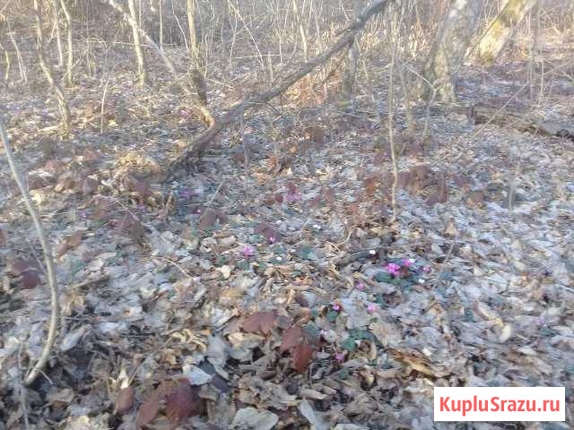 Продаю мед с личной пасики Майкоп - изображение 1