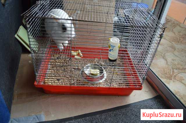 Продам кролика с клеткой Котлас - изображение 1