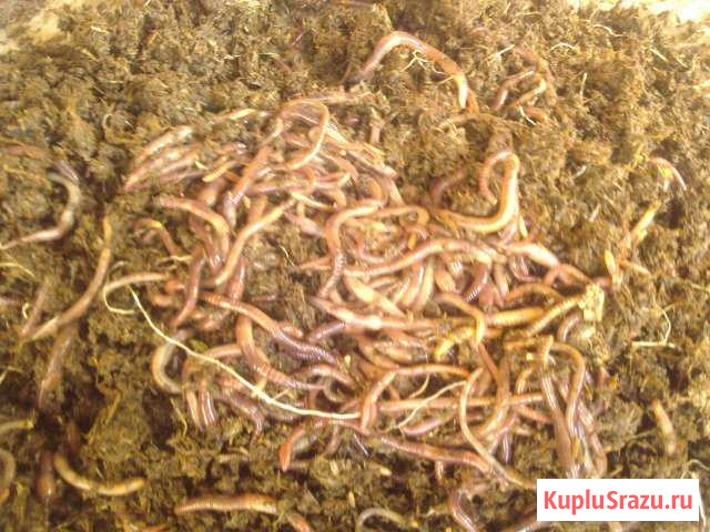 Червь для рыбалки, опарыш Городец - изображение 1