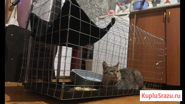 Клетка оцинкованная не ржавейка Северодвинск - изображение 1