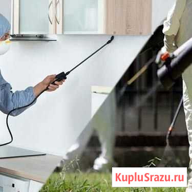 Уничтожим клопов и тараканов короеда в доме Архангельск - изображение 1