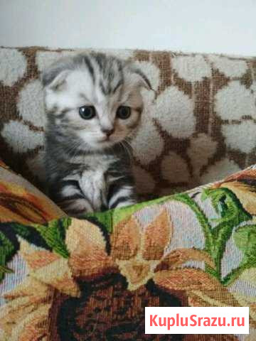 Котята шотландские вислоухие беби фейс Стерлитамак - изображение 1