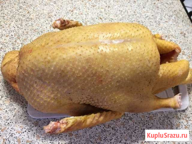 Тушка утки Клинцы - изображение 1