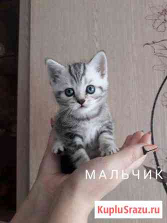 Котята Британцы Старокучергановка