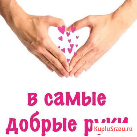 Отдадим щенка в самые добрые руки Валуйки - изображение 1