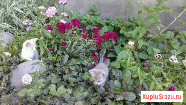 Котята Скородное - изображение 1