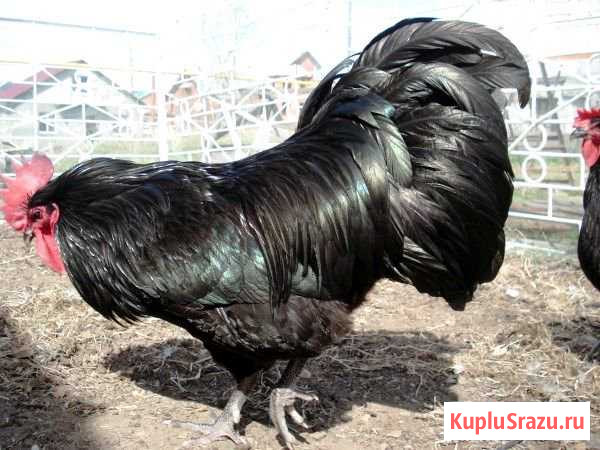 Продам петуха-австралорпа Майский - изображение 1
