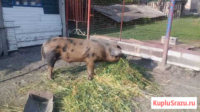 Овчарка Валуйки - изображение 1