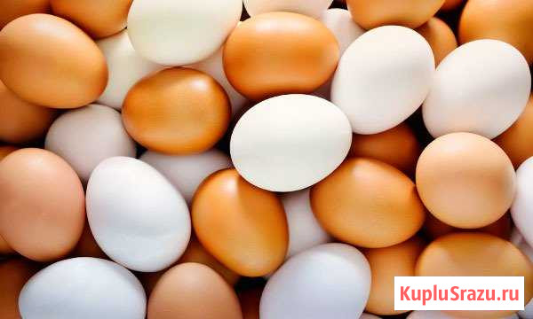 Яйцо куриное инкубационное Майский - изображение 1