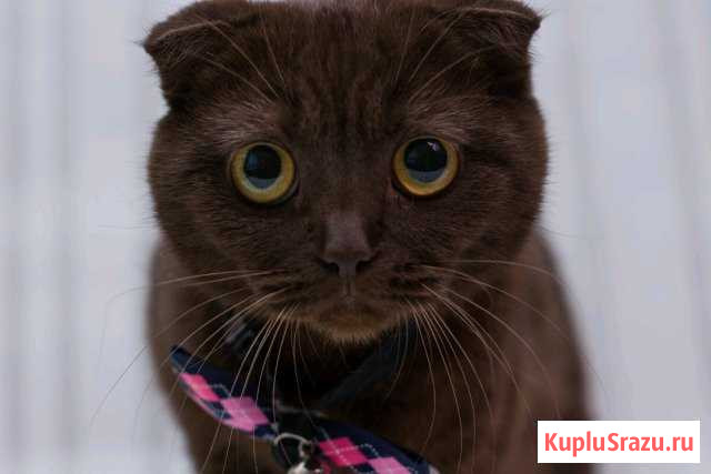 Шотландские котята Клинцы - изображение 1