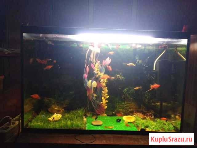 Аквариум Клинцы - изображение 1