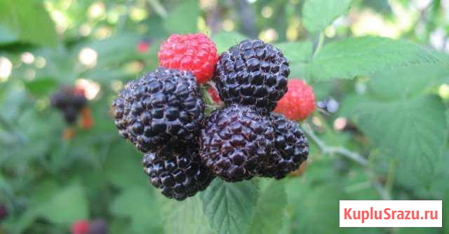 Ягоды ежемалины Волоконовка - изображение 1