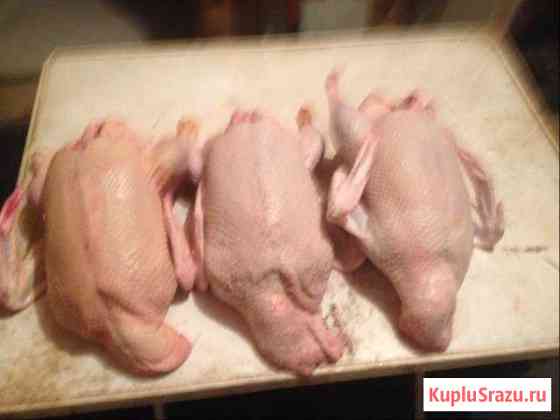 Домашнее мясо утки Мулард Собинка