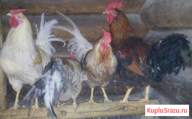 Петухи Ковров - изображение 1