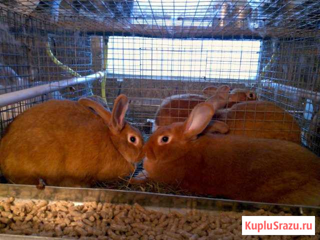 Новозеландские красные кролики Александров - изображение 1
