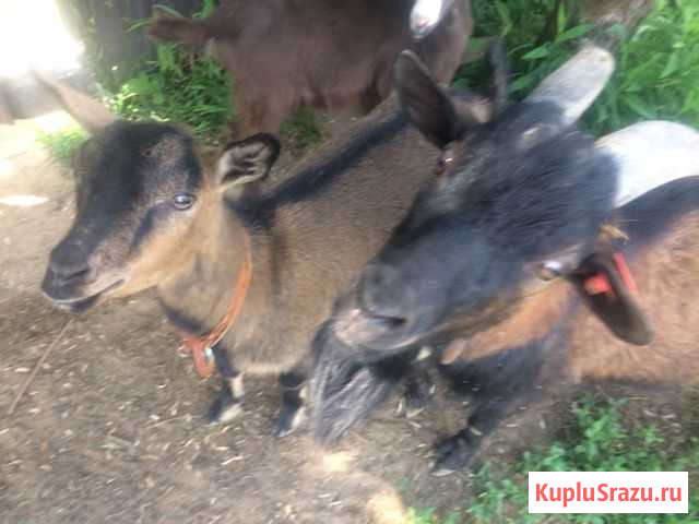 Козочка Киржач - изображение 1