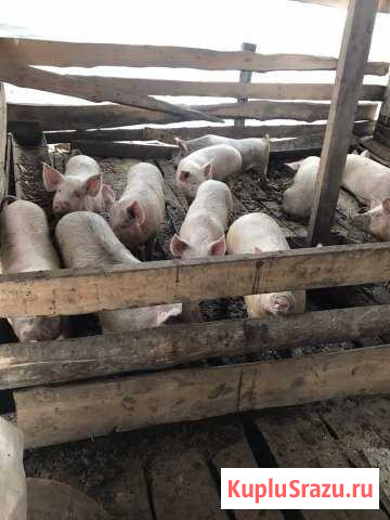 Продаётся мясо свинины туша, полутуша, вес туши от Жирновск - изображение 1