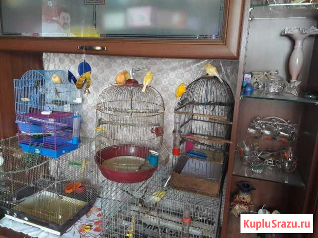 Канарейка Воронеж - изображение 1