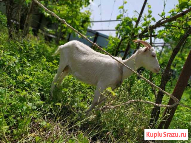 Коза Кизилюрт - изображение 1